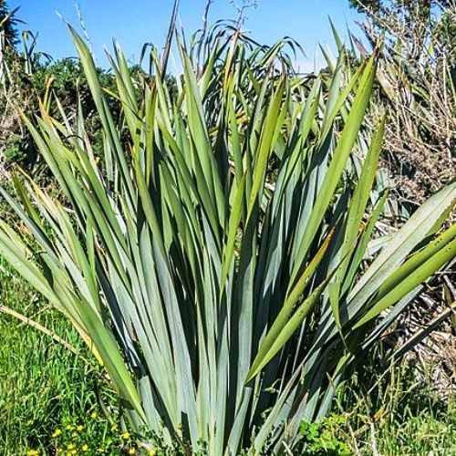 Phormium cookianum, Mountain Flax - Pb5