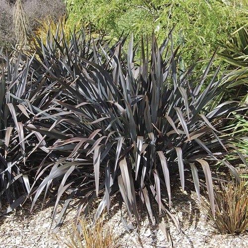 Phormium t. Dark Delight, Flax - 4Ltr