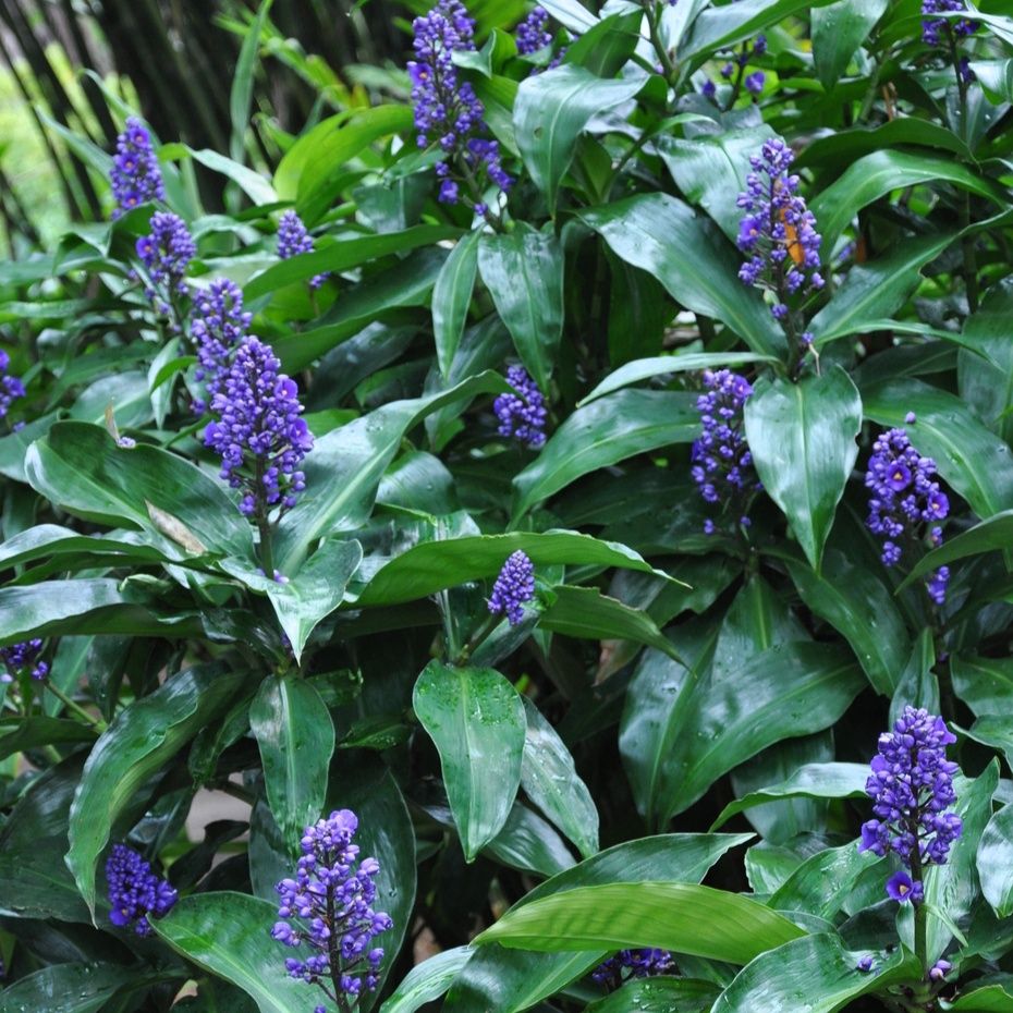 Dichorisandra thyrsiflora, Blue Ginger