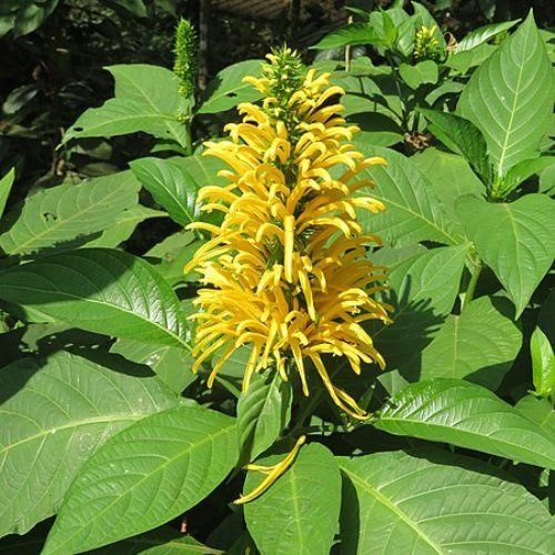 Justicia aurea - Pb6.5