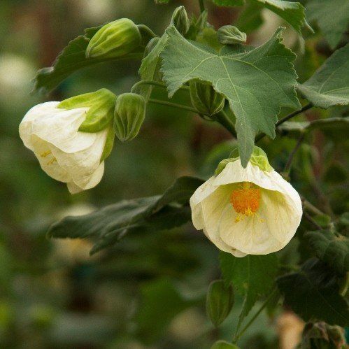 Abutilon Lucky Lantern White - 2Ltr/Pb6.5