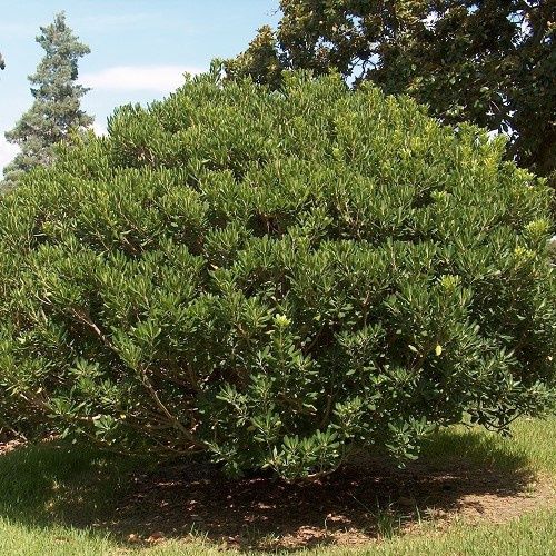 Pittosporum Tobira, Japanese Cheesewood - 5Ltr