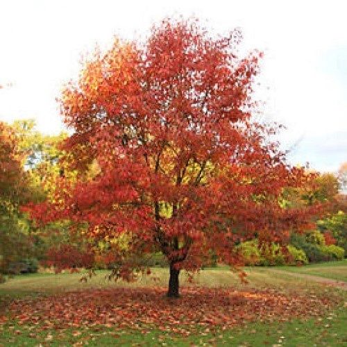 Nyssa sinensis, Chinese Tupelo - Pb8/Pb18