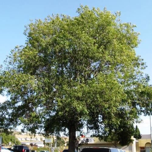 Fraxinus uhdei, Mexican Ash - Pb95