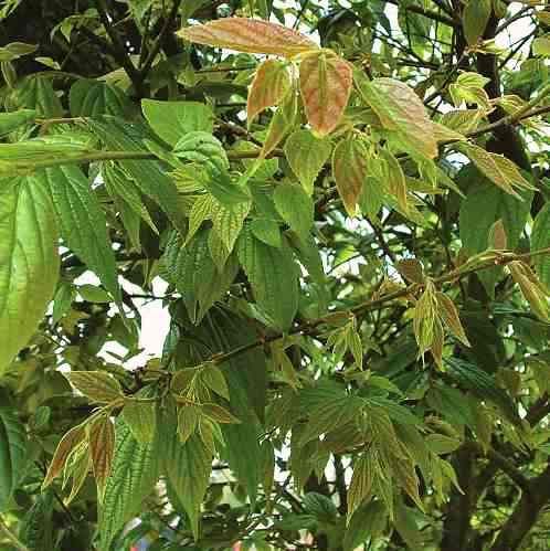 Celtis tetrandra, Hackberry - Pb12