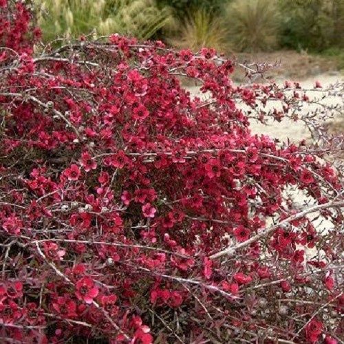 Leptospermum Red Falls, Manuka - Pb5