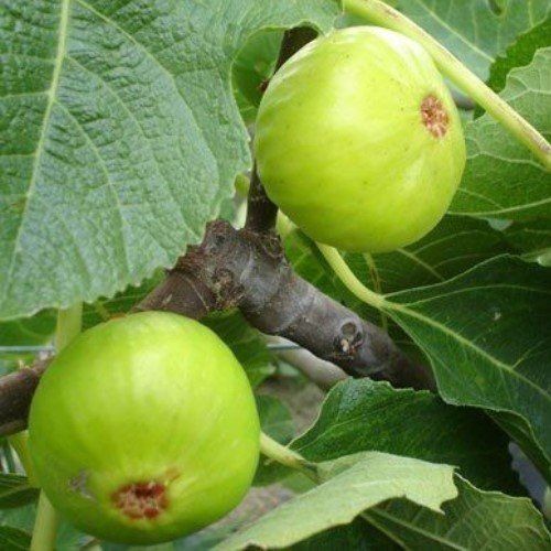 Fig Robyn - Pb40 (60/100)