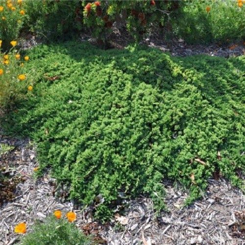 Juniperus prostrata, Prostrate Juniper - Pb5