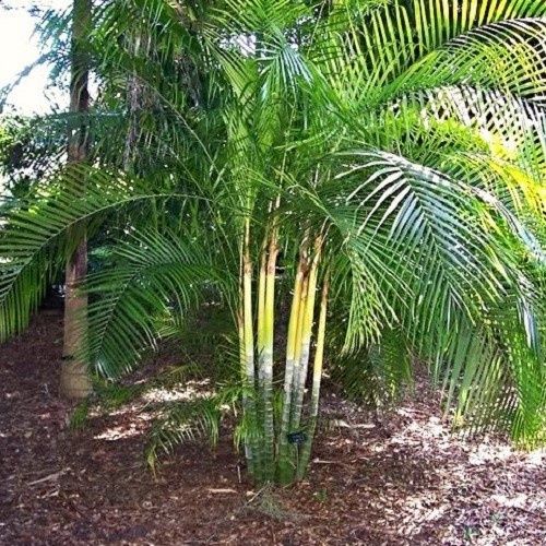Dypsis baronii, Sugar Cane Palm - 25Ltr