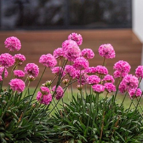 Dreameria Dreamland - Pot