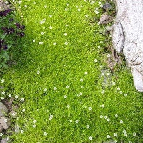 Arenaria Aurea, Golden Irish Moss - 2Ltr