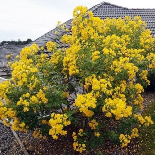 Cassia John Ball, Buttercup Tree - 5Ltr