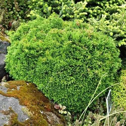 Chamaecyparis l. Green Globe - 1.3Ltr