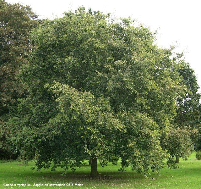 Quercus variabilis, Chinese Cork Oak - 1Ltr