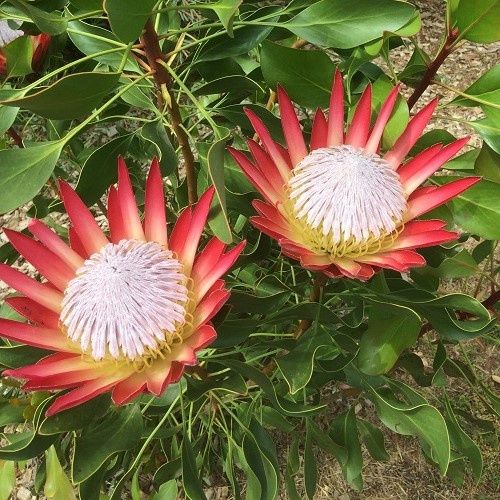 Protea Madiba - 2.5Ltr
