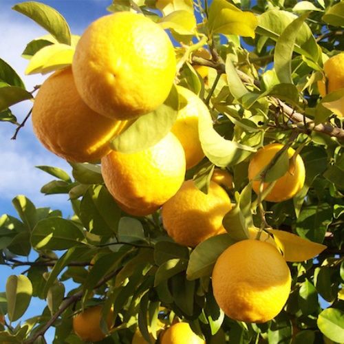 Lemon Yen Ben - Pb40/35Ltr