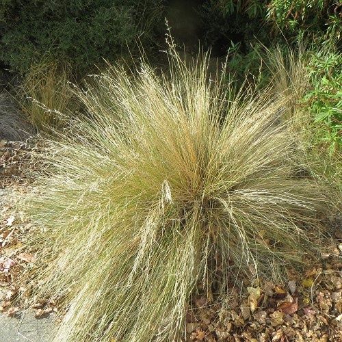 Poa cita, Silver Tussock - 1.3Ltr