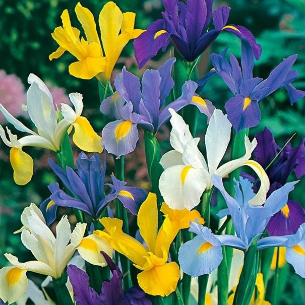 Dutch Irises Mix 20pk