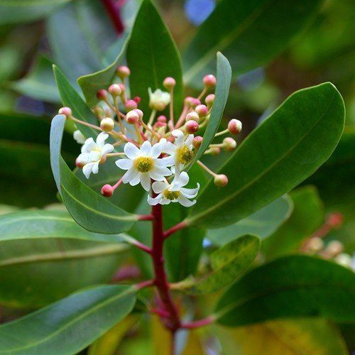 Drimys winteri - pb6.5 (30/40)