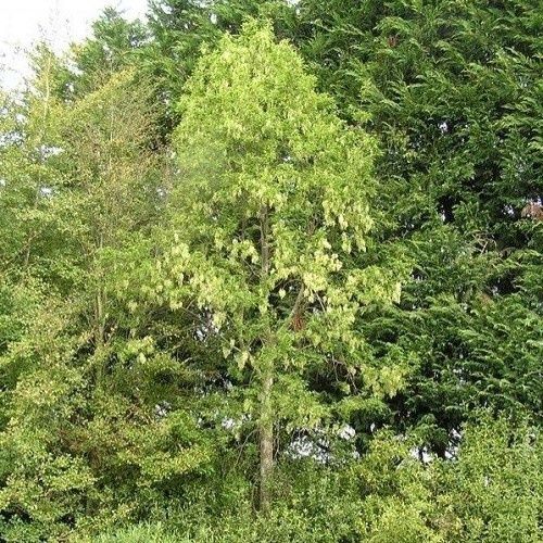 Plagianthus regius, Ribbonwood - Pb5/Pb6.5 (130/140)