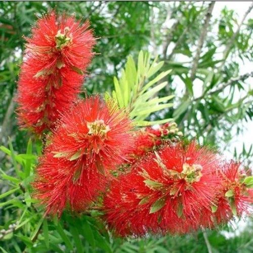 Callistemon Superba - 3.5Ltr