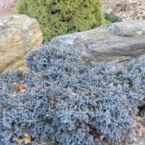 Juniperus Blue Star - 2.5Ltr