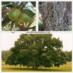 Quercus suber, Cork Oak - Pb12