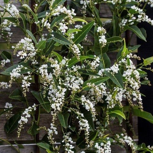 Hardenbergia alba, White Coral Pea - Pb5/2Ltr
