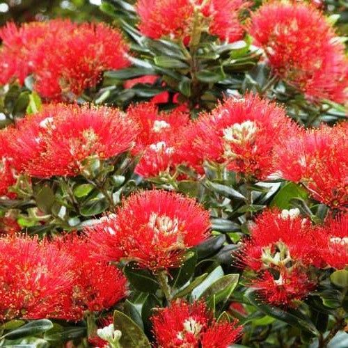 Metrosideros Maori Princess, Pohutukawa - 10Ltr