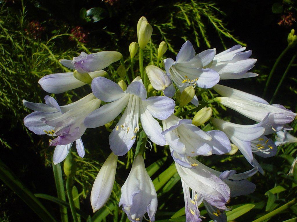Agapanthus Silver Baby - 2Ltr