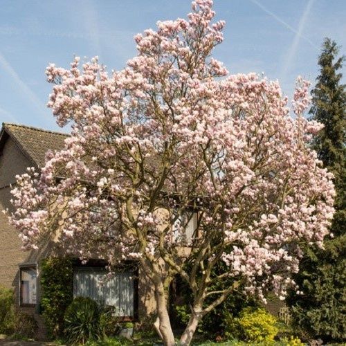 Magnolia soulangeana, Saucer Magnolia - Pb12