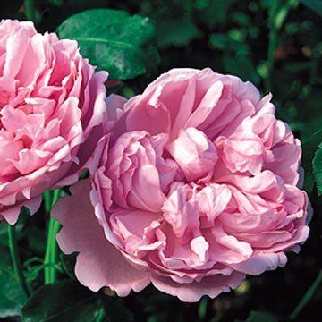 Rose Charles Rennie Mackintosh (Austin bush rose)