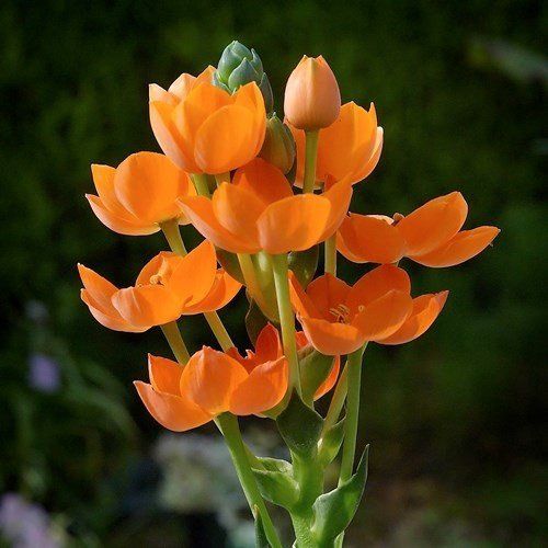 Ornithogalum - Dubium