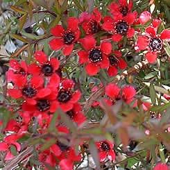 Leptospermum Red Ensign