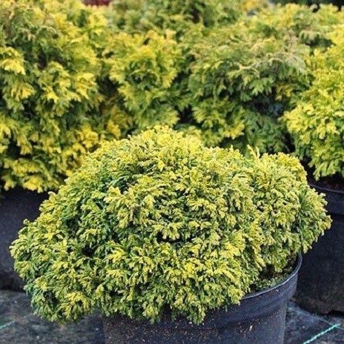 Chamaecyparis Nana Aurea - 2.5Ltr