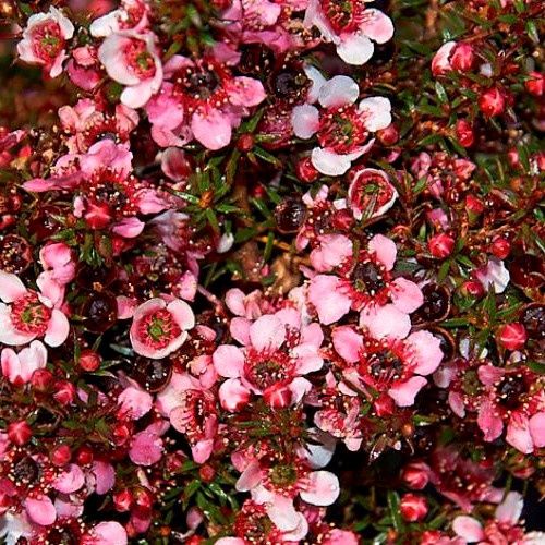 Leptospermum Huia, Manuka - Pot