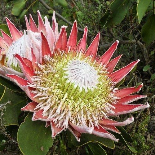 Protea cynaroides, King Protea - 2.4Ltr/3.3Ltr