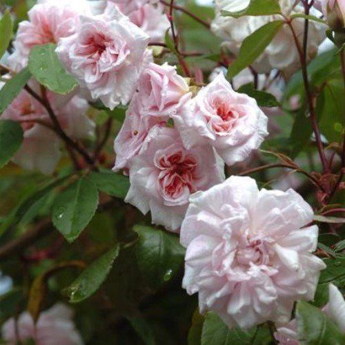 Rose Cecile Brunner (climbing)