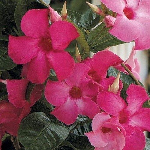 Mandevilla Alice Du Pont - 2.5Ltr
