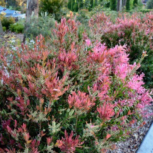 Callistemon Great Balls of Fire - 2.5Ltr(30/40)