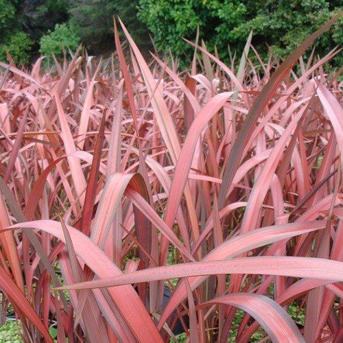Phormium t. Evening Glow, Flax - Pb5/2Ltr