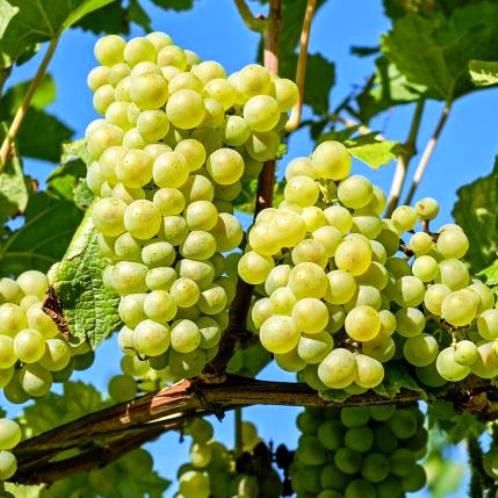 Grape July Muscat - Pb6.5