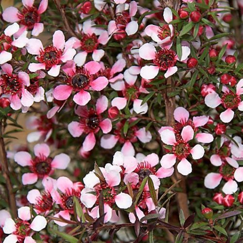 Leptospermum nanum Elizabeth Jane