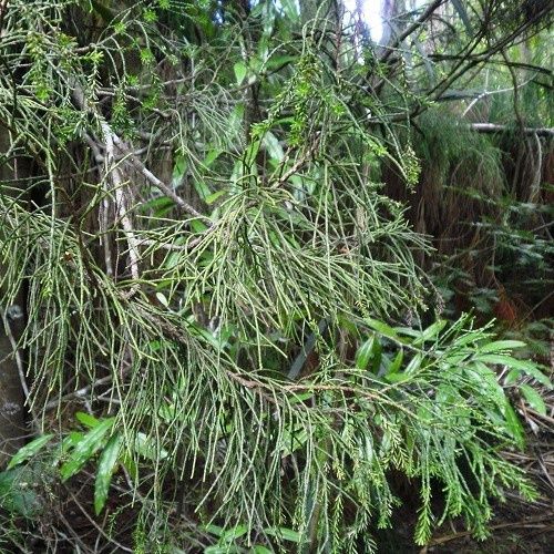 Manoao colensoi, Silver Pine - Pb5