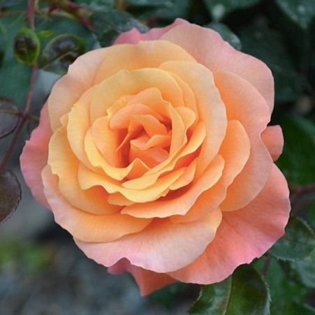 Rose Tropical Essence (climber)