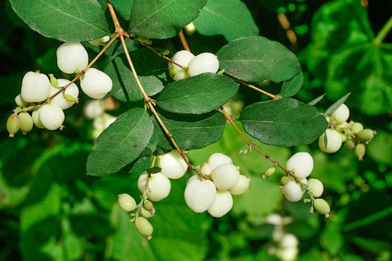 Symphoricarpos albus, Common Snowberry - Pb6.5