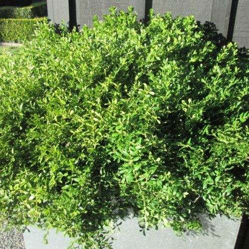 Buxus Tide Hill - Pb5