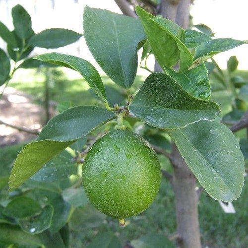 Lime Bearss - Pb8/Pb10