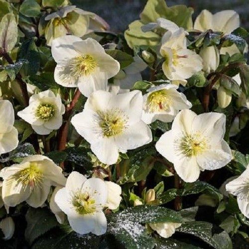 Helleborus Ice N' Roses White - 2Ltr/2.4Ltr