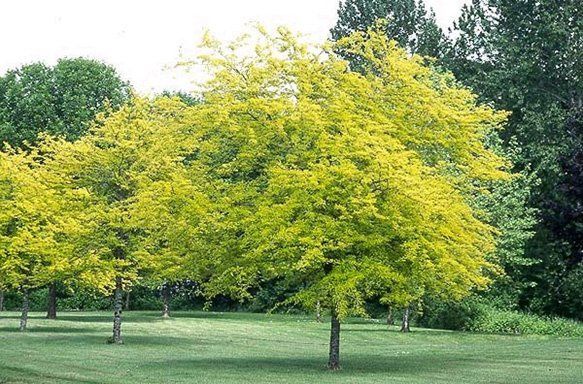 Gleditsia Sunburst, Golden Honey Locust - Pb40/45Ltr